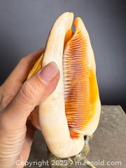 MaxSold Auction: INCREDIBLE! Large Antique Conch Shell Lamp - Victoria (British Columbia, Canada) PARTNER MANAGED Estate Sale Online Auction PART 1 - Bay Street