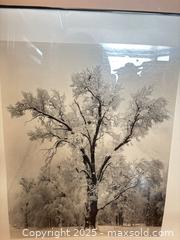 MaxSold Auction: Ansel Adams "Oak Tree" Framed Photographic Print (Matted) - Mississippi Mills (Ontario, Canada) SELLER MANAGED Downsizing Online Auction - Rae Road