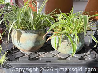 MaxSold Auction: 2 Spider Plants in Large Copper pots - Smith Falls (Ontario, Canada) PARTNER MANAGED Downsizing Online Auction - Rainbow Valley Drive