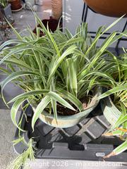 MaxSold Auction: 2 Spider Plants in Large Copper pots - Smith Falls (Ontario, Canada) PARTNER MANAGED Downsizing Online Auction - Rainbow Valley Drive