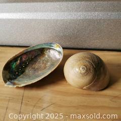 MaxSold Auction: Abalone Seashell and Snail Shell - Grimsby (Ontario, Canada) SELLER MANAGED Reseller Online Auction - Mountview Avenue