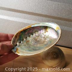 MaxSold Auction: Abalone Seashell and Snail Shell - Grimsby (Ontario, Canada) SELLER MANAGED Reseller Online Auction - Mountview Avenue