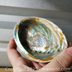 MaxSold Auction: Abalone Seashell and Snail Shell - Grimsby (Ontario, Canada) SELLER MANAGED Reseller Online Auction - Mountview Avenue