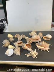 MaxSold Auction: Lot of Approximately 16 Natural Sea Shells (Mixed Types) - Ottawa (Ontario, Canada) SELLER MANAGED Downsizing Online Auction - Oaklawn Crescent