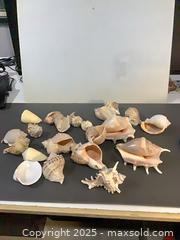 MaxSold Auction: Lot of Approximately 16 Natural Sea Shells (Mixed Types) - Ottawa (Ontario, Canada) SELLER MANAGED Downsizing Online Auction - Oaklawn Crescent