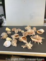 MaxSold Auction: Lot of Approximately 16 Natural Sea Shells (Mixed Types) - Ottawa (Ontario, Canada) SELLER MANAGED Downsizing Online Auction - Oaklawn Crescent
