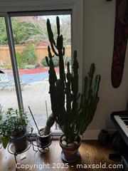 MaxSold Auction: Cactus Tree - Toronto (Ontario, Canada) SELLER MANAGED Moving Online Auction - Chipstead