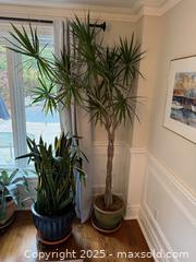 MaxSold Auction: Dragon Tree - Toronto (Ontario, Canada) SELLER MANAGED Moving Online Auction - Chipstead