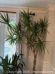 MaxSold Auction: Dragon Tree - Toronto (Ontario, Canada) SELLER MANAGED Moving Online Auction - Chipstead