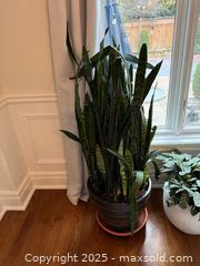 MaxSold Auction: Snake Plant - Toronto (Ontario, Canada) SELLER MANAGED Moving Online Auction - Chipstead