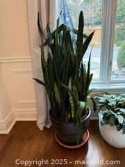 MaxSold Auction: Snake Plant - Toronto (Ontario, Canada) SELLER MANAGED Moving Online Auction - Chipstead