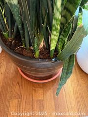 MaxSold Auction: Snake Plant - Toronto (Ontario, Canada) SELLER MANAGED Moving Online Auction - Chipstead