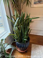 MaxSold Auction: Snake Plant #2 - Toronto (Ontario, Canada) SELLER MANAGED Moving Online Auction - Chipstead