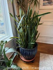 MaxSold Auction: Snake Plant #2 - Toronto (Ontario, Canada) SELLER MANAGED Moving Online Auction - Chipstead