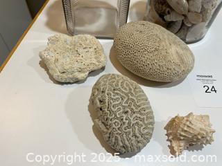 MaxSold Auction: Lot of 2 Jars with Lids and Shells - Fort Washington (Maryland, USA) SELLER MANAGED Estate Sale Online Auction - Hatton Point Road