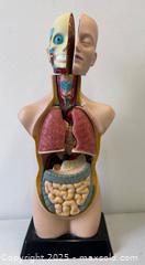 MaxSold Auction: 19 Inch Tabletop Humanoid Torso Model Anatomically Accurate Kit Removable Human Organs - Toronto (Ontario, Canada) PARTNER MANAGED Reseller Online Auction - Railside Road