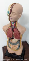 MaxSold Auction: 19 Inch Tabletop Humanoid Torso Model Anatomically Accurate Kit Removable Human Organs - Toronto (Ontario, Canada) PARTNER MANAGED Reseller Online Auction - Railside Road