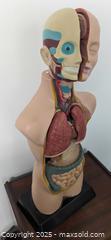 MaxSold Auction: 19 Inch Tabletop Humanoid Torso Model Anatomically Accurate Kit Removable Human Organs - Toronto (Ontario, Canada) PARTNER MANAGED Reseller Online Auction - Railside Road