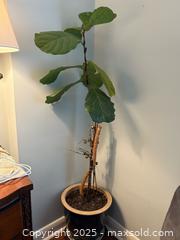 MaxSold Auction: Large plant with pot and stand  - Toronto (Ontario, Canada) SELLER MANAGED Moving Online Auction - Queenslea Avenue