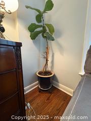 MaxSold Auction: Large plant with pot and stand  - Toronto (Ontario, Canada) SELLER MANAGED Moving Online Auction - Queenslea Avenue