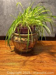 MaxSold Auction: Plant in decorative pot - Toronto (Ontario, Canada) SELLER MANAGED Moving Online Auction - Queenslea Avenue