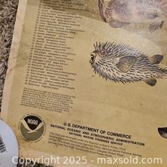 MaxSold Auction: Vtg NOAA Marine Fish Of The Gulf Posters - Riverview (Florida, USA) SELLER MANAGED Downsizing Online Auction - Holly Heath Drive