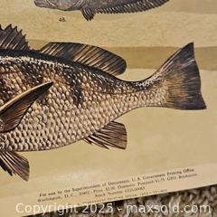 MaxSold Auction: Vtg NOAA Marine Fish Of The Gulf Posters - Riverview (Florida, USA) SELLER MANAGED Downsizing Online Auction - Holly Heath Drive