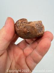 MaxSold Auction: Prehistoric fossilized whale ear Bohn million years old - Concord (California, USA) SELLER MANAGED Estate Sale Online Auction - Landana Drive