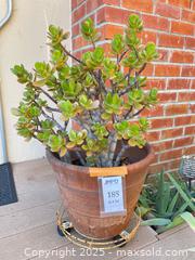 MaxSold Auction: Jade Plant - San Jose (California, USA) PARTNER MANAGED Estate Sale Online Auction - Woodford Drive