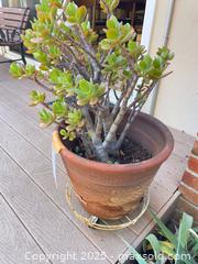 MaxSold Auction: Jade Plant - San Jose (California, USA) PARTNER MANAGED Estate Sale Online Auction - Woodford Drive