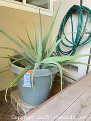 MaxSold Auction: Large Aloe Plant - San Jose (California, USA) PARTNER MANAGED Estate Sale Online Auction - Woodford Drive