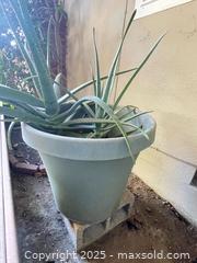 MaxSold Auction: Large Aloe Plant - San Jose (California, USA) PARTNER MANAGED Estate Sale Online Auction - Woodford Drive
