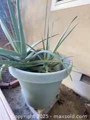 MaxSold Auction: Large Aloe Plant - San Jose (California, USA) PARTNER MANAGED Estate Sale Online Auction - Woodford Drive