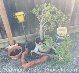 MaxSold Auction: Plants, Pot Holders &#38; More  - San Jose (California, USA) PARTNER MANAGED Estate Sale Online Auction - Woodford Drive