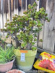 MaxSold Auction: Plants &#38; Pots - San Jose (California, USA) PARTNER MANAGED Estate Sale Online Auction - Woodford Drive