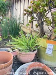 MaxSold Auction: Plants &#38; Pots - San Jose (California, USA) PARTNER MANAGED Estate Sale Online Auction - Woodford Drive