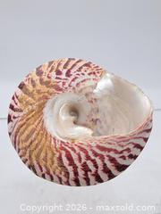 MaxSold Auction: Decorative Vintage Seashell — 3.8" Diameter, 4.5" Height - Victoria (British Columbia, Canada) PARTNER MANAGED Estate Sale Online Auction - Hillside Avenue