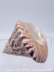 MaxSold Auction: Decorative Vintage Seashell — 3.8" Diameter, 4.5" Height - Victoria (British Columbia, Canada) PARTNER MANAGED Estate Sale Online Auction - Hillside Avenue