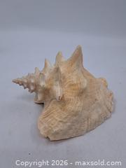 MaxSold Auction: Large Decorative Conch Seashell, Approx. 9 in (23 cm) - Victoria (British Columbia, Canada) PARTNER MANAGED Estate Sale Online Auction - Hillside Avenue