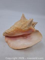 MaxSold Auction: Large Decorative Conch Seashell, Approx. 9 in (23 cm) - Victoria (British Columbia, Canada) PARTNER MANAGED Estate Sale Online Auction - Hillside Avenue