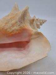 MaxSold Auction: Large Decorative Conch Seashell, Approx. 9 in (23 cm) - Victoria (British Columbia, Canada) PARTNER MANAGED Estate Sale Online Auction - Hillside Avenue