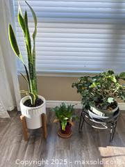 MaxSold Auction: Indoor plant lot: Snake Plant &#38; 2 Bromeliads with pots/stands - Waterloo (Ontario, Canada) SELLER MANAGED Estate Sale Online Auction -  New Hampshire Street