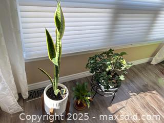 MaxSold Auction: Indoor plant lot: Snake Plant &#38; 2 Bromeliads with pots/stands - Waterloo (Ontario, Canada) SELLER MANAGED Estate Sale Online Auction -  New Hampshire Street