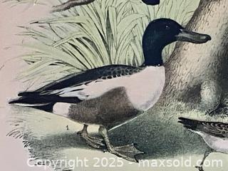 MaxSold Auction: Antique Ducks and Blackbirds Plate - Douglas (Massachusetts, USA) PARTNER MANAGED Estate Sale Online Auction - Southwest Main Street