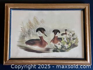 MaxSold Auction: Antique Red-necked Grebe Lithograph - Douglas (Massachusetts, USA) PARTNER MANAGED Estate Sale Online Auction - Southwest Main Street