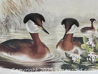 MaxSold Auction: Antique Red-necked Grebe Lithograph - Douglas (Massachusetts, USA) PARTNER MANAGED Estate Sale Online Auction - Southwest Main Street