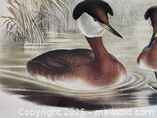 MaxSold Auction: Antique Red-necked Grebe Lithograph - Douglas (Massachusetts, USA) PARTNER MANAGED Estate Sale Online Auction - Southwest Main Street