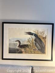 MaxSold Auction: Framed Audubon Bird Print – Great Northern Diver (Loon), Plate CCCVI  - Toronto (Ontario, Canada) SELLER MANAGED Moving Online Auction - 1/2  Wellesley Street East