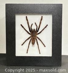 MaxSold Auction: Haplopelma Minax Tarantula  - Newmarket (Ontario, Canada) PARTNER MANAGED Reseller Online Auction - Walter Avenue