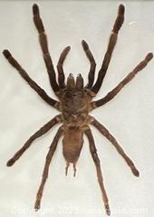 MaxSold Auction: Haplopelma Minax Tarantula  - Newmarket (Ontario, Canada) PARTNER MANAGED Reseller Online Auction - Walter Avenue